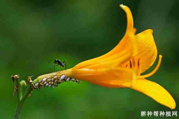 黄花菜如何防治蚜虫(黄花菜如何防治蚜虫病)